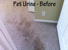 Pet Stain Removal - Before